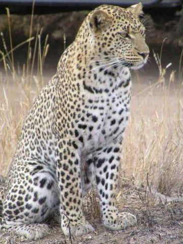 RN_Animal_Leopard_1.jpg, 36 KB
